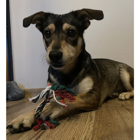 Weihnachtsgeschenk für einen Hund - Purlov 22637 Spielzeug