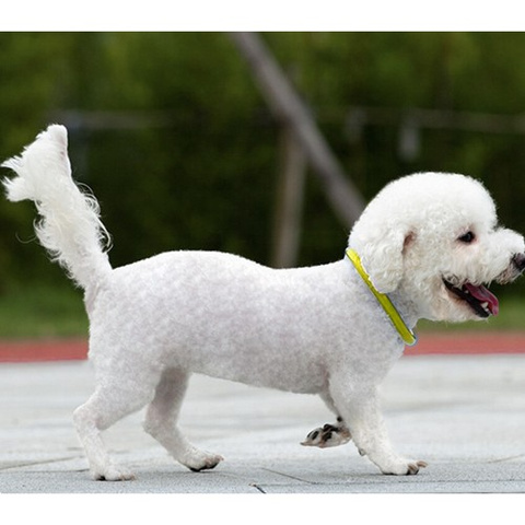 LED-Licht verstellbares Halsband Purlov 24200