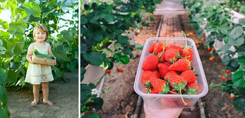 Garden tunnel - greenhouse 4x3x2m
