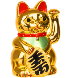 Chinesische Katze - golden