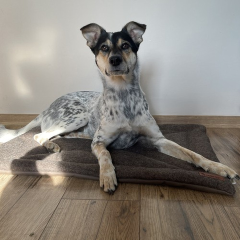 Dog bed Purlov 24593