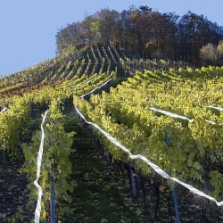 Bird scarer - 80m tape Repest 21041