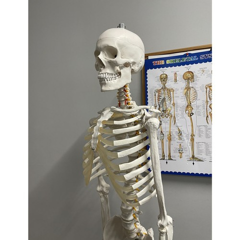 Human Skeleton - 170cm Malatec 22583
