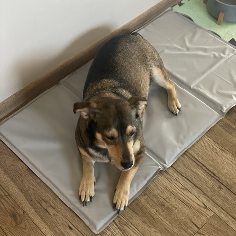 Kühlmatte für Tiere 90x50cm Purlov 25531