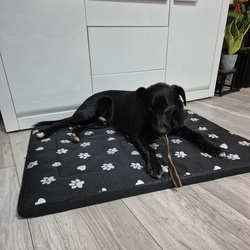 Dog bed 100x70cm Purlov 24862