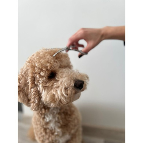 Purlov 23186 Hundehaarschneideschere