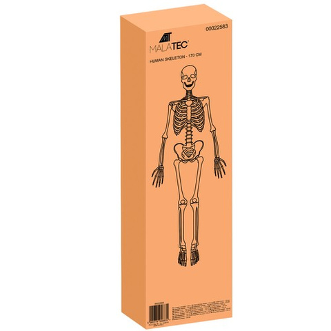 Human Skeleton - 170cm Malatec 22583