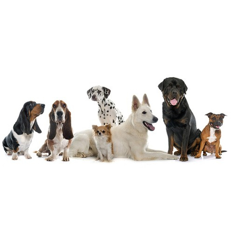 LED light collar - adjustable Purlov 24200