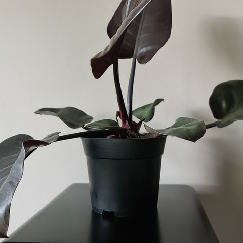 Produktionsblumentopf - Set mit 10 Stück.