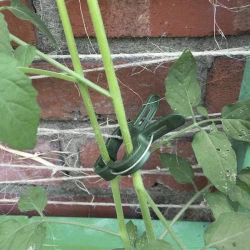 Clips - Pflanznadeln - 108 Stk. Gardlov 22586