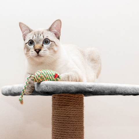 Cat tree 71cm gray Purlov 21712