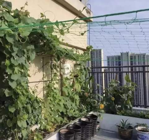 Mesh - plant support 2x10m Gardlov 23978