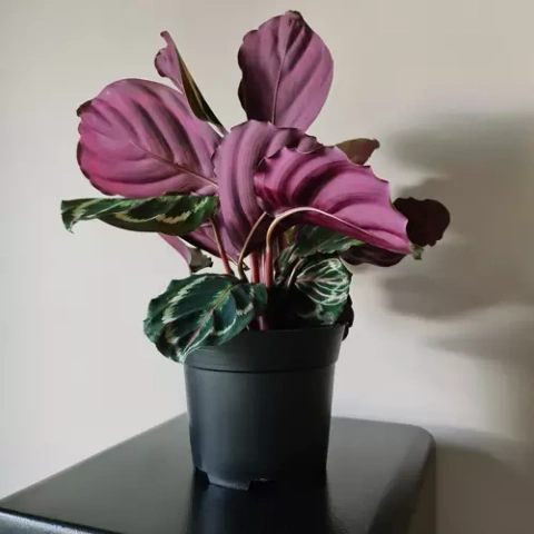 Produktionsblumentopf - Set mit 500 Stück