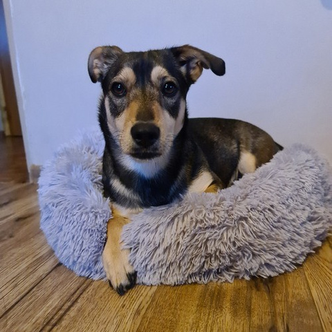 Hundebett Hairy, grau 22759