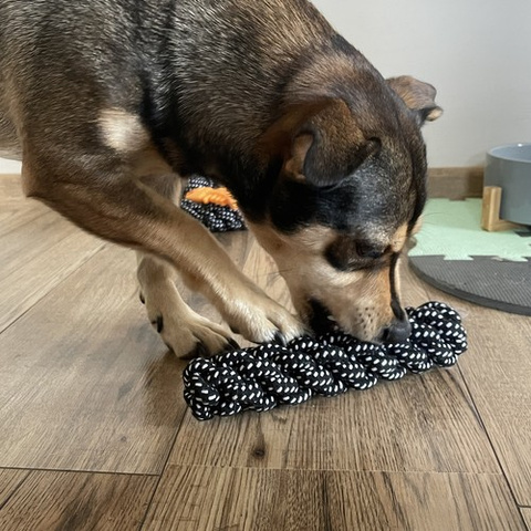 Set Hundespielzeug - 10 Stück Purlov 24388