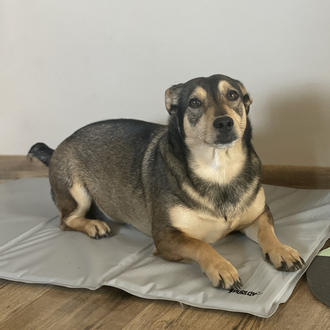 Kühlmatte für Tiere 90x50cm Purlov 25531