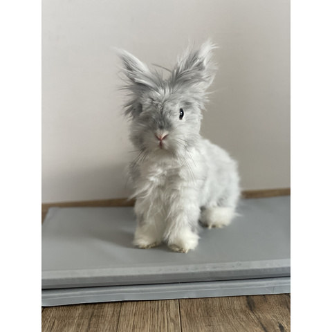 Cooling mat for animals 90x50cm Purlov 25531