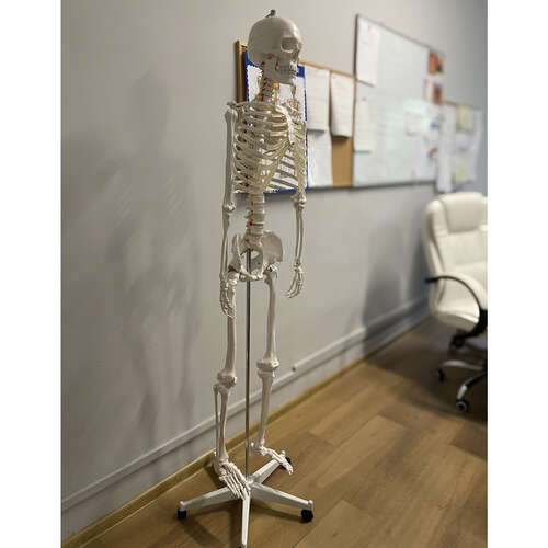 Скелет человека - 170см Malatec 22583